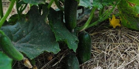 Malčiranje krastavaca u stakleniku